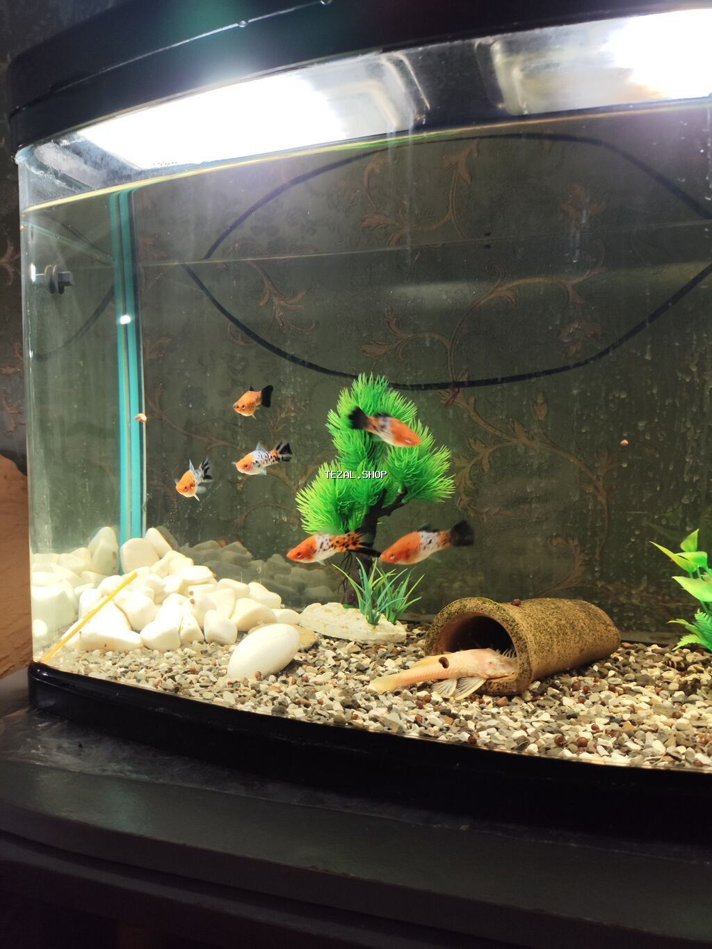 6 ədəd tam yetkin,bala veren koi meçinoslardi 1 erkek 5 disi tam