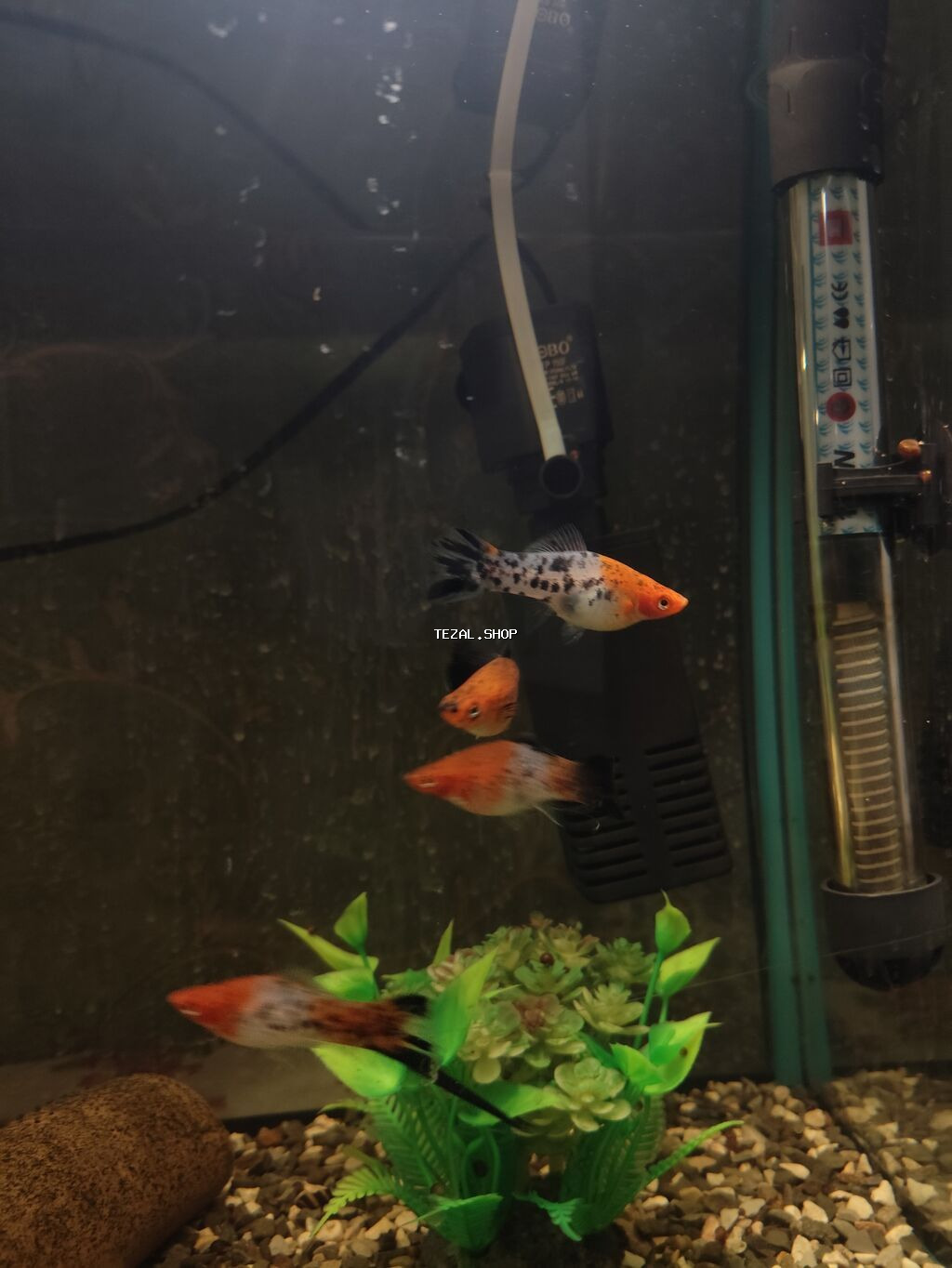 6 ədəd tam yetkin,bala veren koi meçinoslardi 1 erkek 5 disi tam - şəkil 2