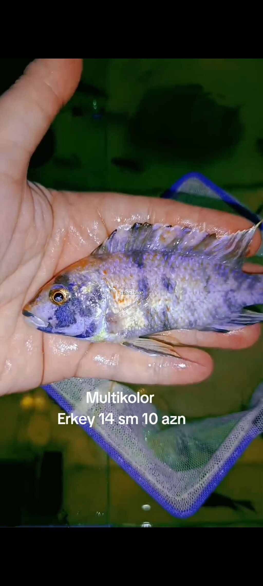 Multikolor (Malaviya). Erkey. 14. sm. Qiymet. 10 (SON QiYMET