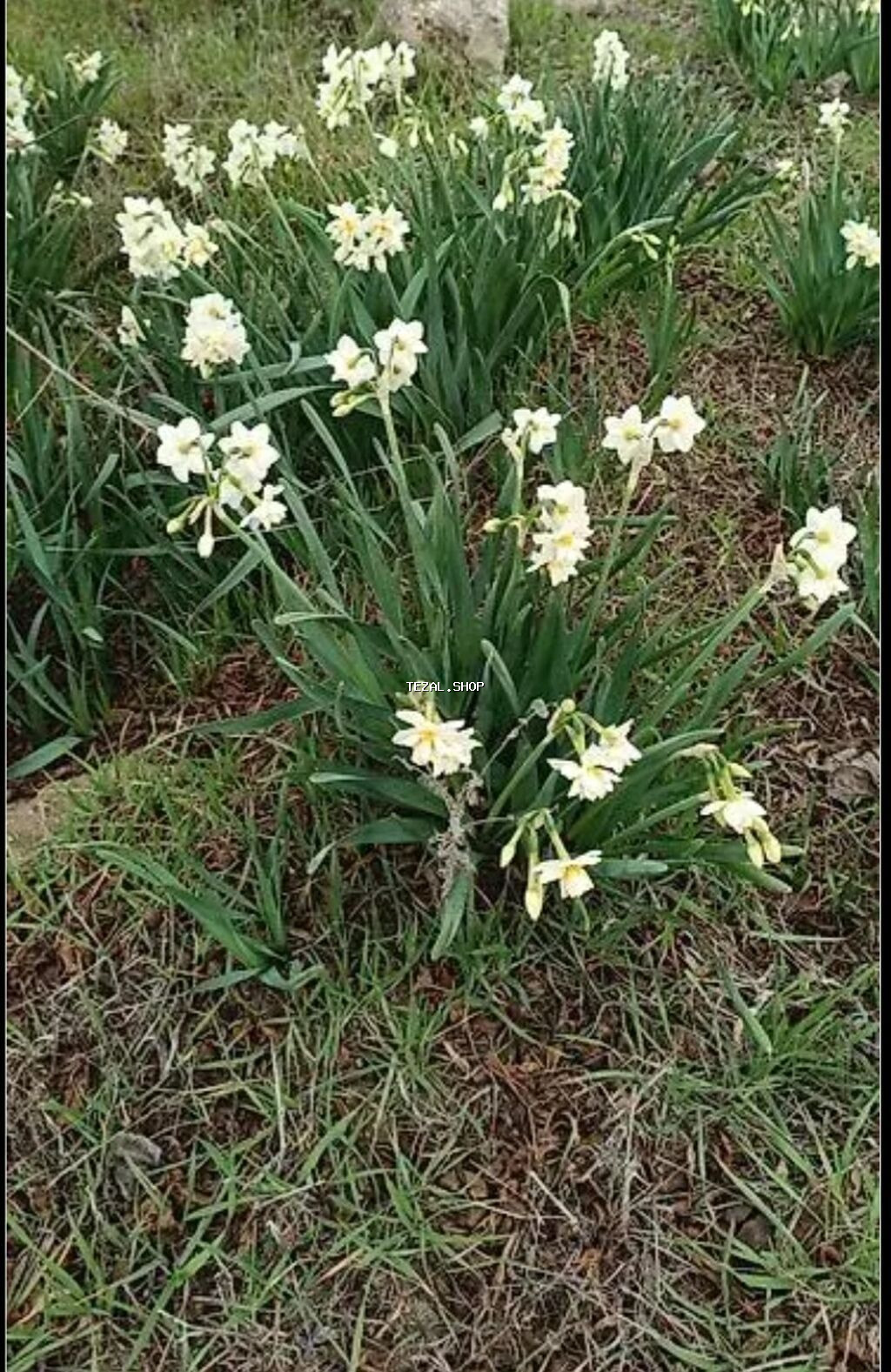 Nergiz gulu sogani 1 ededi 0.20 qepik - şəkil 2