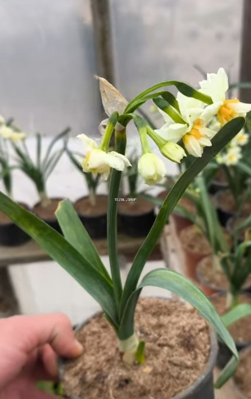 Nergiz gulu sogani 1 ededi 0.20 qepik - şəkil 3