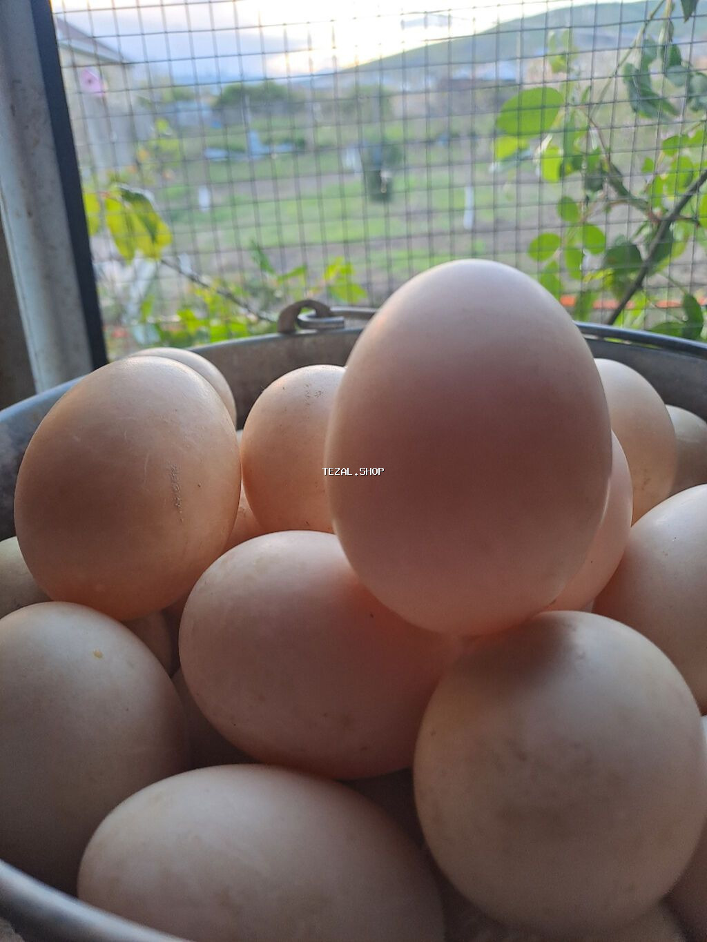 Cins lal ördək yumurtası.Krasnadar,Zümrüd,Lavanda və Macar ördəkləri