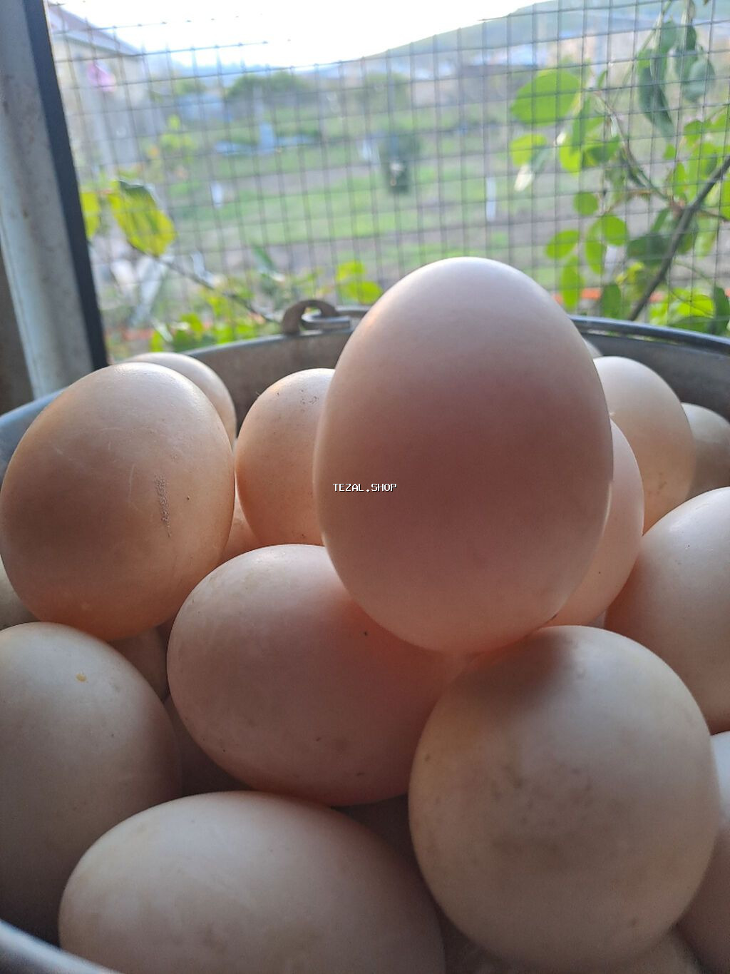 Cins lal ördək yumurtası.Krasnadar,Zümrüd,Lavanda və Macar ördəkləri - şəkil 2