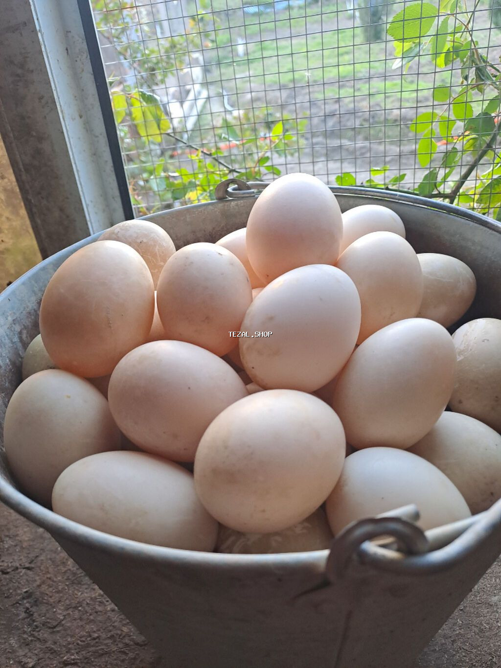 Cins lal ördək yumurtası.Krasnadar,Zümrüd,Lavanda və Macar ördəkləri - şəkil 3