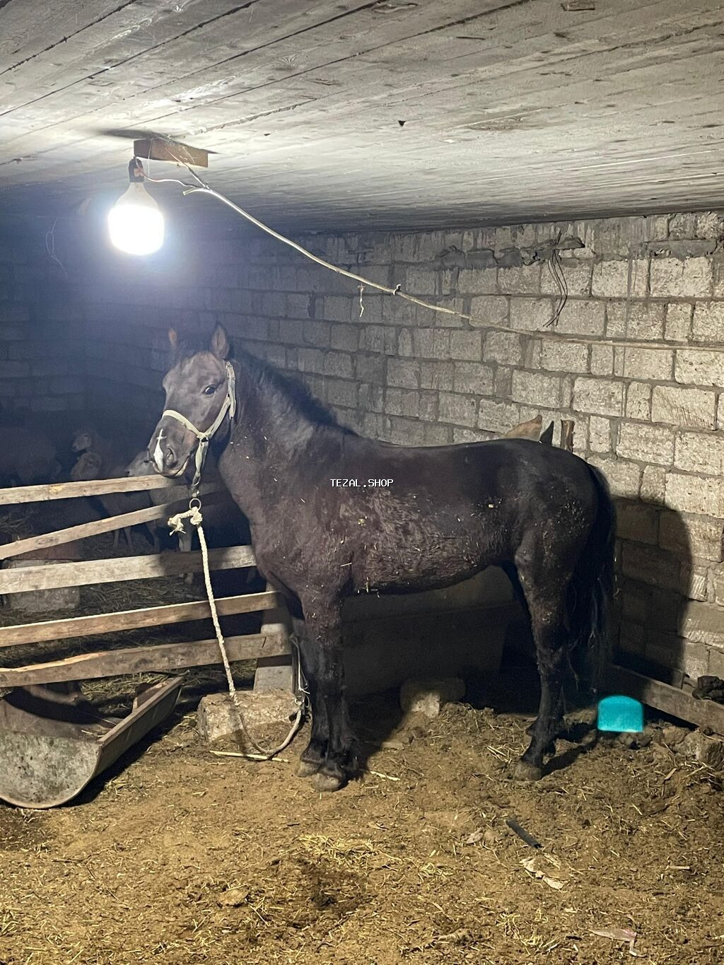 At tam sağlam heyvandır real alıcılara endirim edəcəm