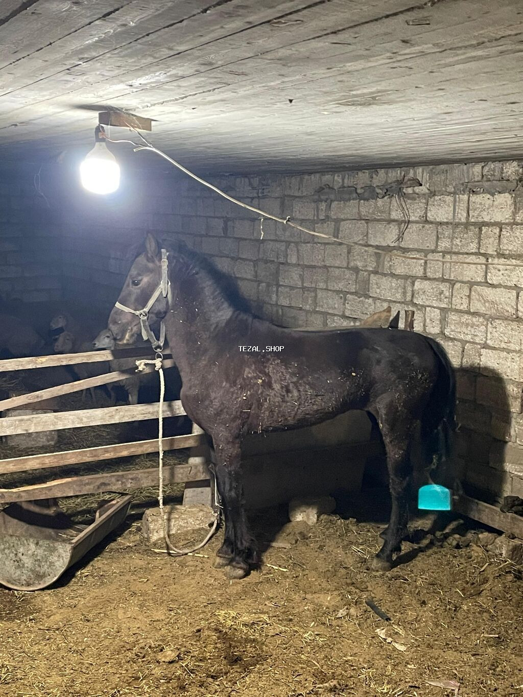 At tam sağlam heyvandır real alıcılara endirim edəcəm - şəkil 2