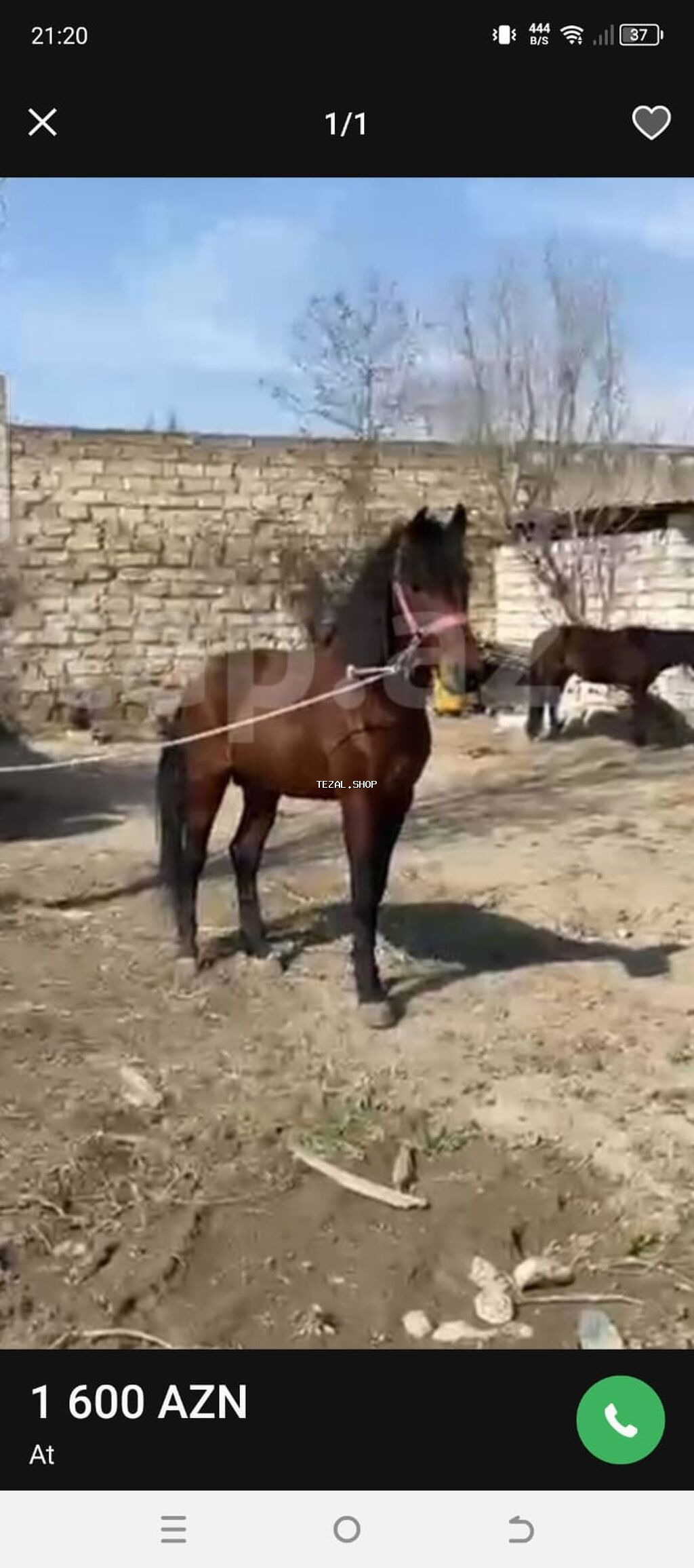 At tam baxımlı heyvandır real alıcılara endirim edəcəm