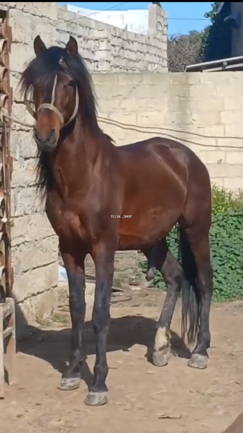 At tam baxımlı heyvandır real alıcılara endirim edəcəm - şəkil 2