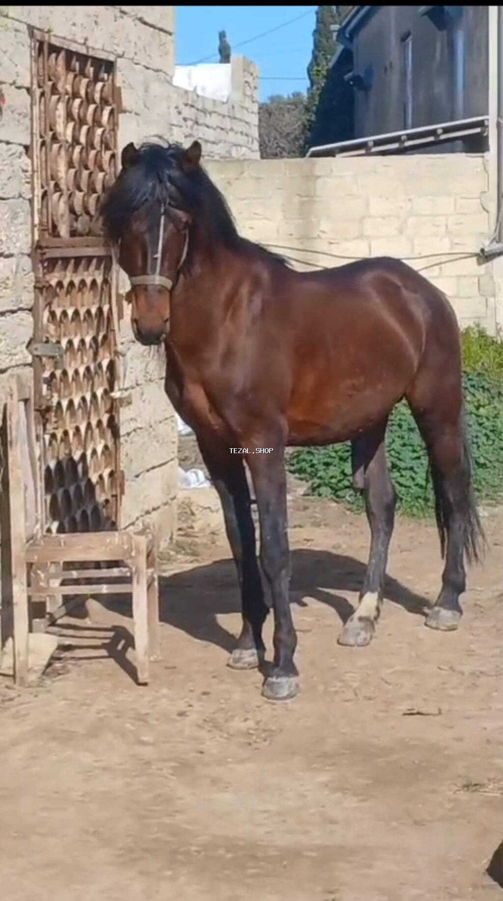 At tam baxımlı heyvandır real alıcılara endirim edəcəm - şəkil 3