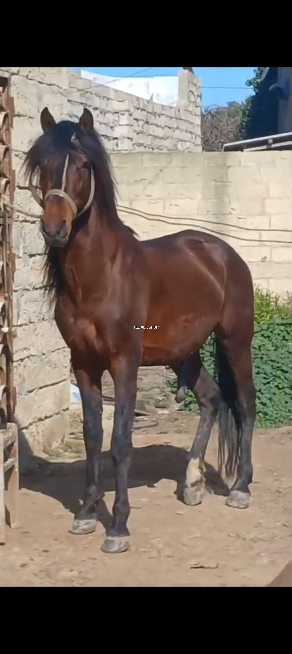 At tam baxımlı heyvandır real alıcılara endirim edəcəm - şəkil 4