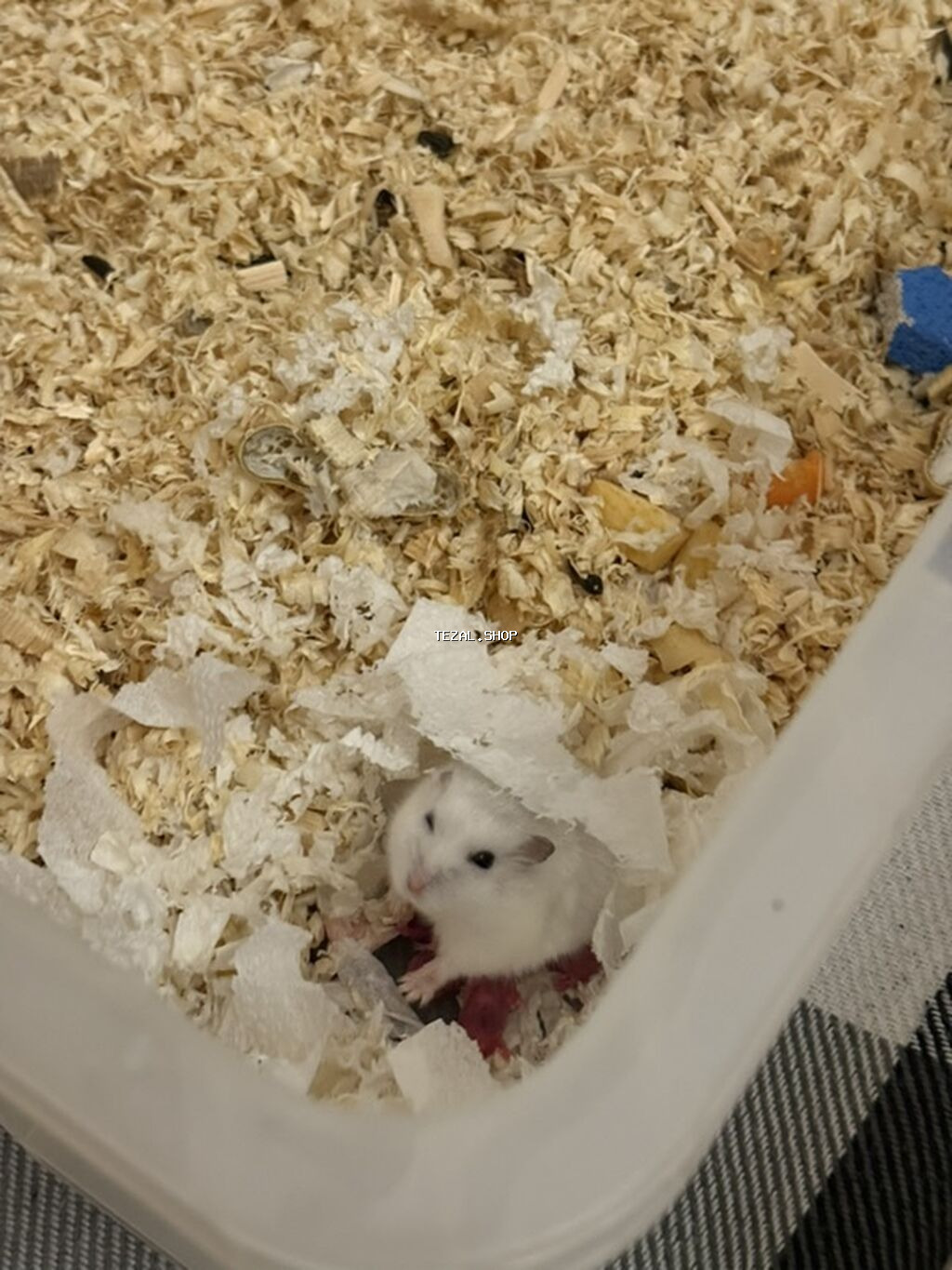 Hamster balaları – Cırtdan növü Təsvir: - Şəkillərdə cırtdan hamster