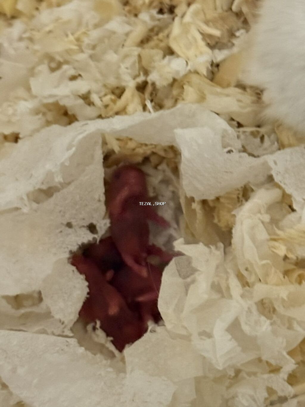 Hamster balaları – Cırtdan növü Təsvir: - Şəkillərdə cırtdan hamster - şəkil 2