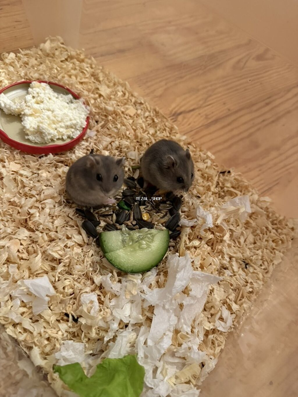 Hamster balaları – Cırtdan növü Təsvir: - Şəkillərdə cırtdan hamster - şəkil 3