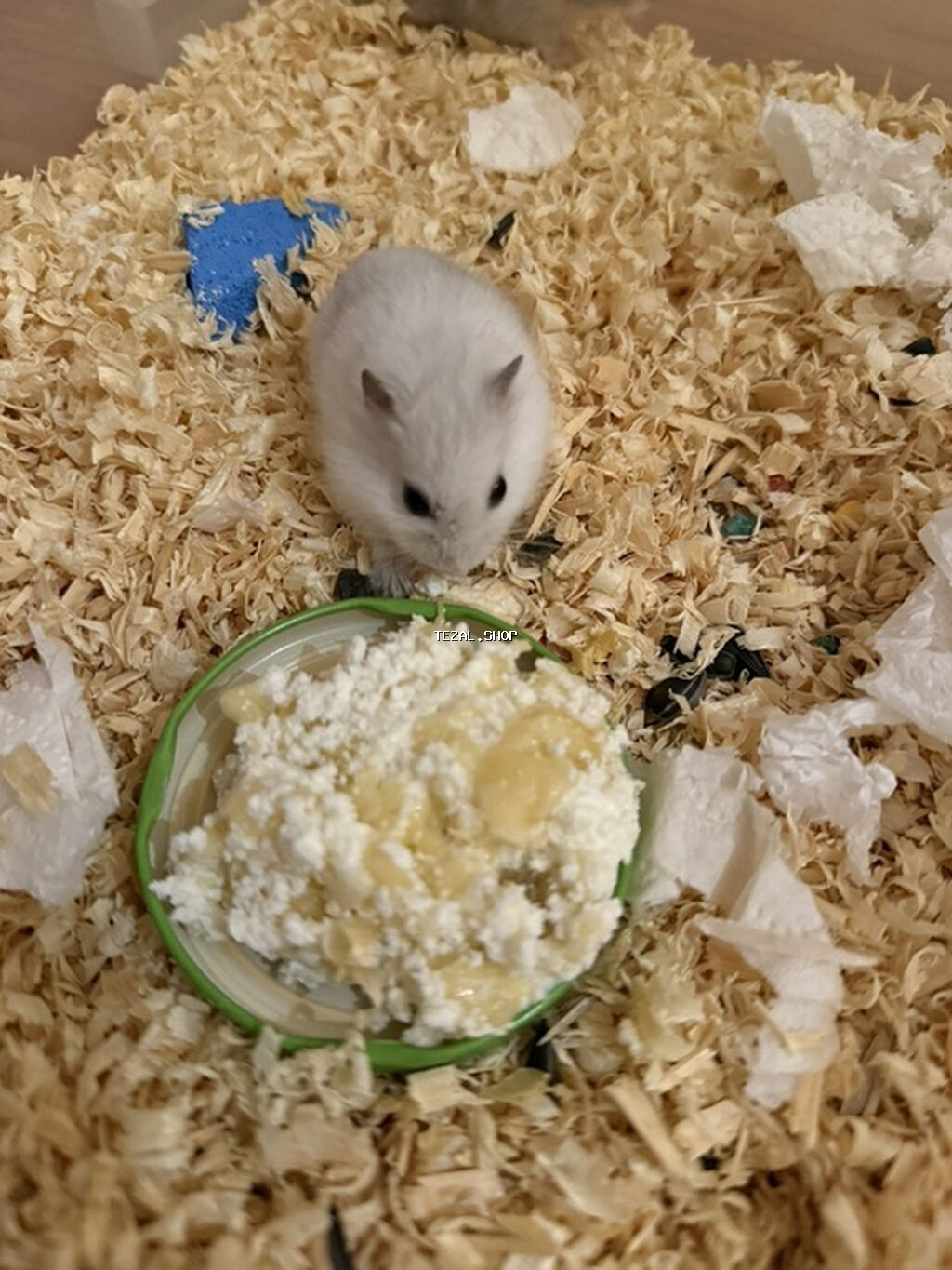 Hamster balaları – Cırtdan növü Təsvir: - Şəkillərdə cırtdan hamster - şəkil 4