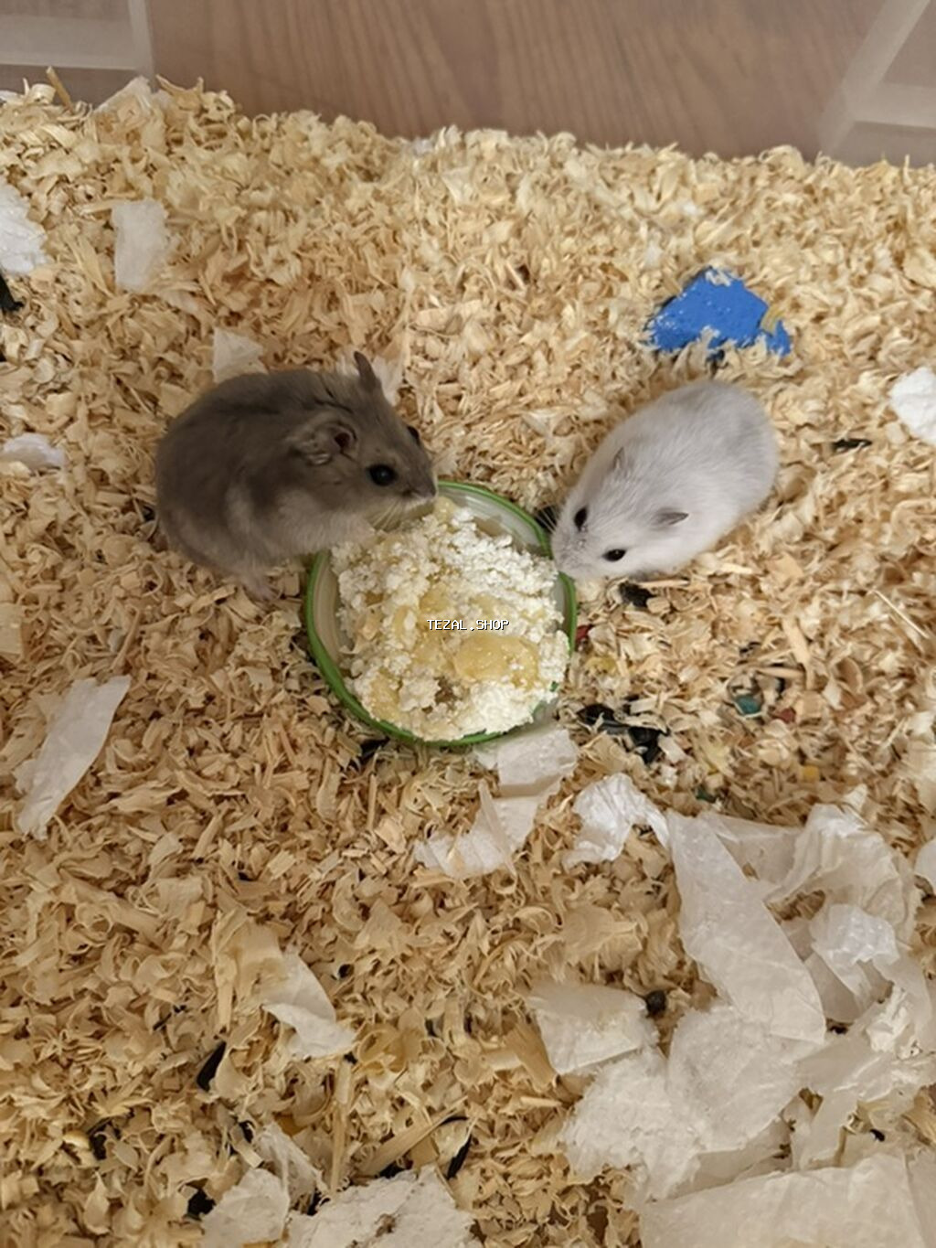 Hamster balaları – Cırtdan növü Təsvir: - Şəkillərdə cırtdan hamster - şəkil 5