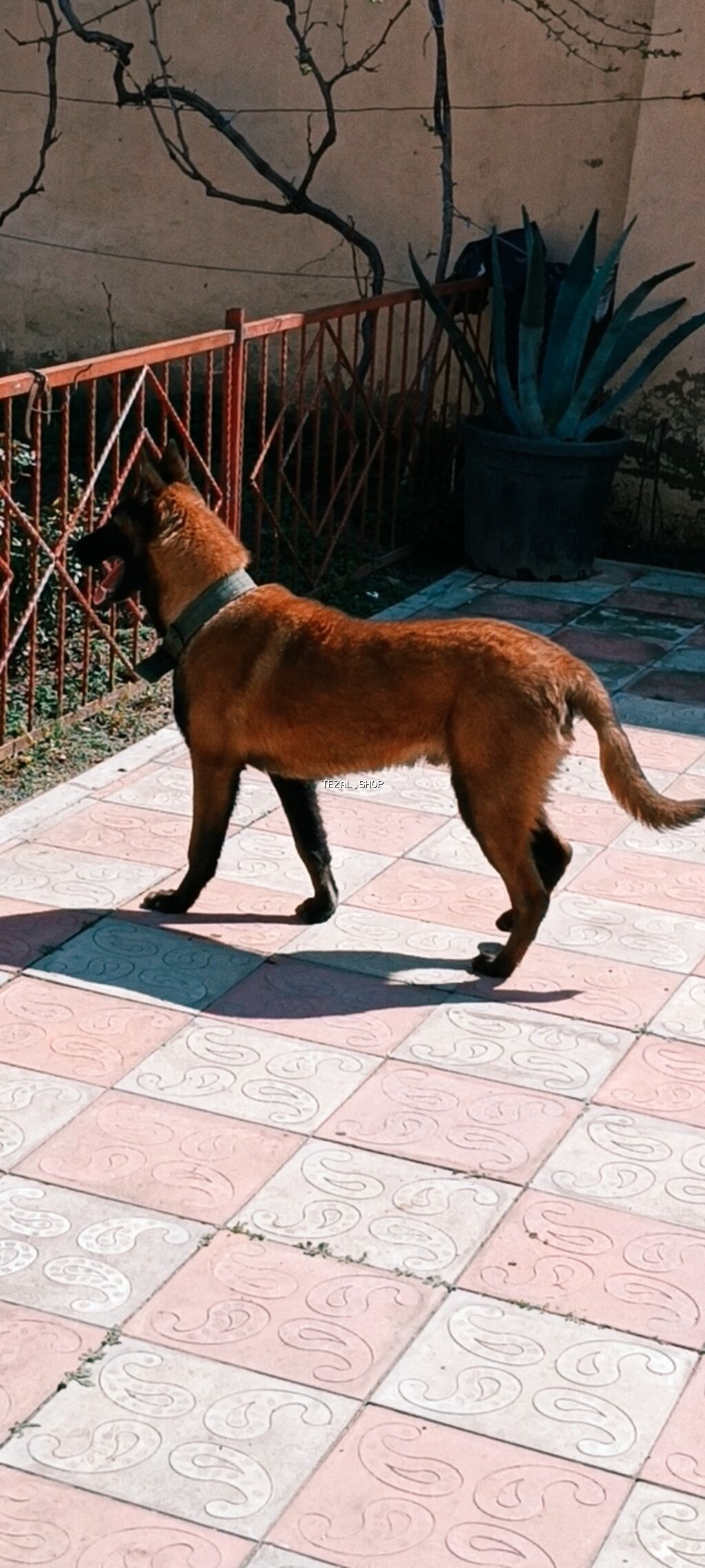 Belçika çoban iti, 7 ay, Erkek, Peyvəndli, Ünvandan götürmə