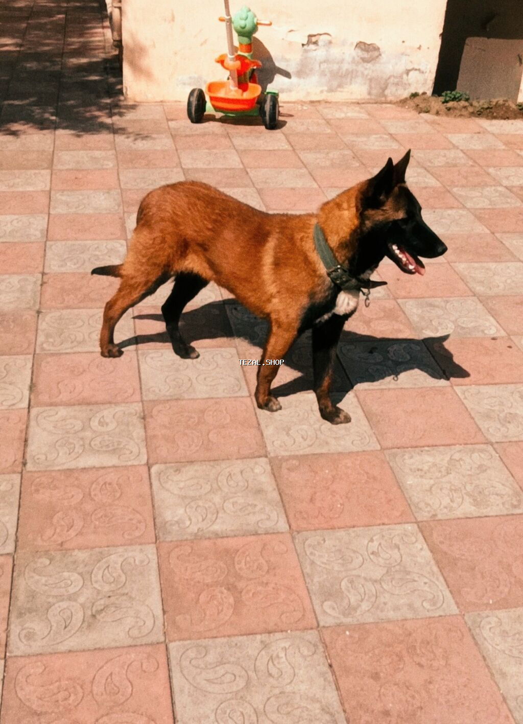 Belçika çoban iti, 7 ay, Erkek, Peyvəndli, Ünvandan götürmə - şəkil 2