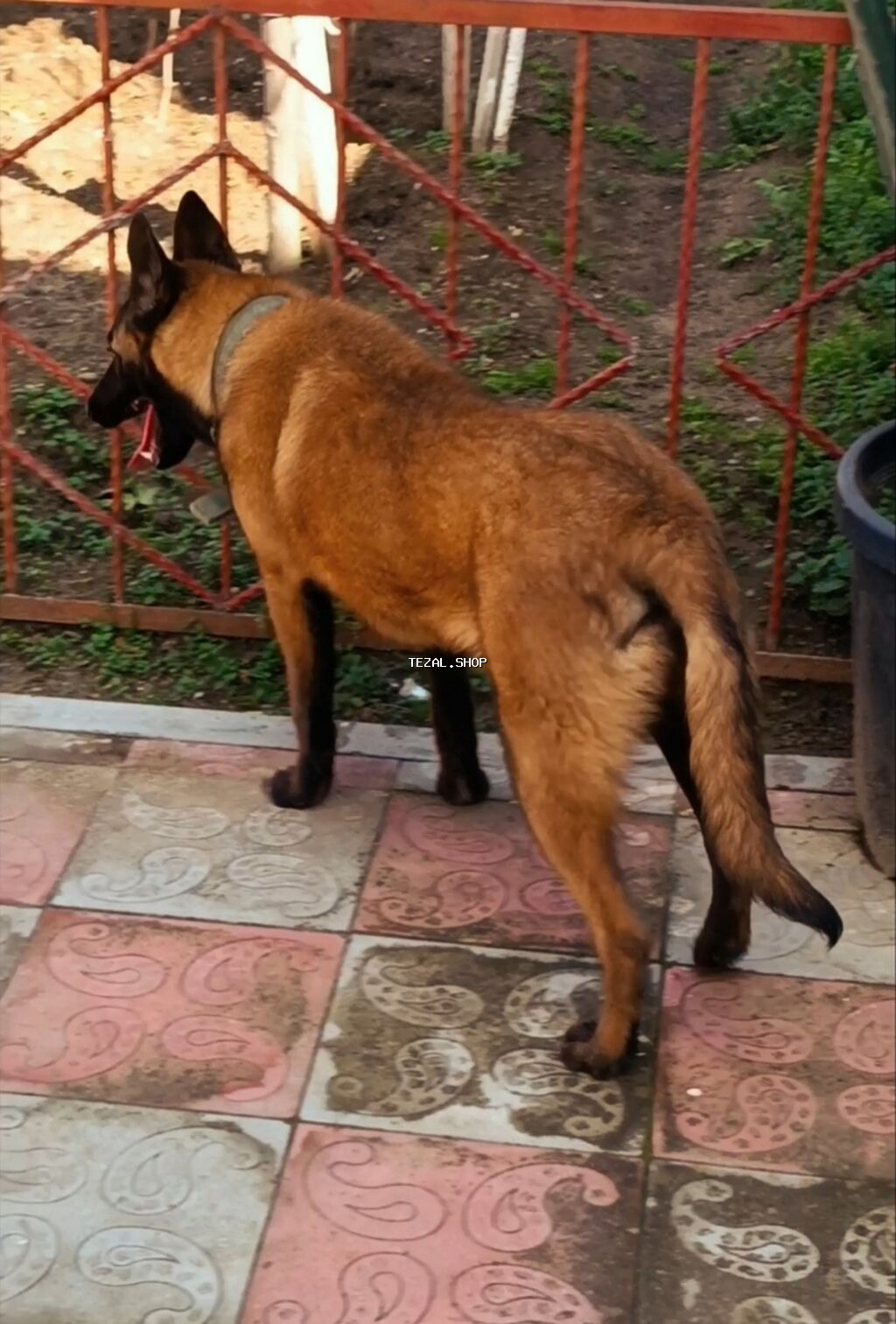 Belçika çoban iti, 7 ay, Erkek, Peyvəndli, Ünvandan götürmə - şəkil 3