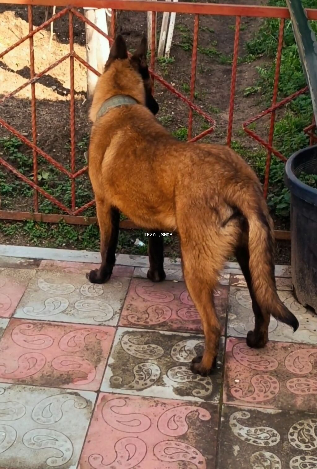 Belçika çoban iti, 7 ay, Erkek, Peyvəndli, Ünvandan götürmə - şəkil 4