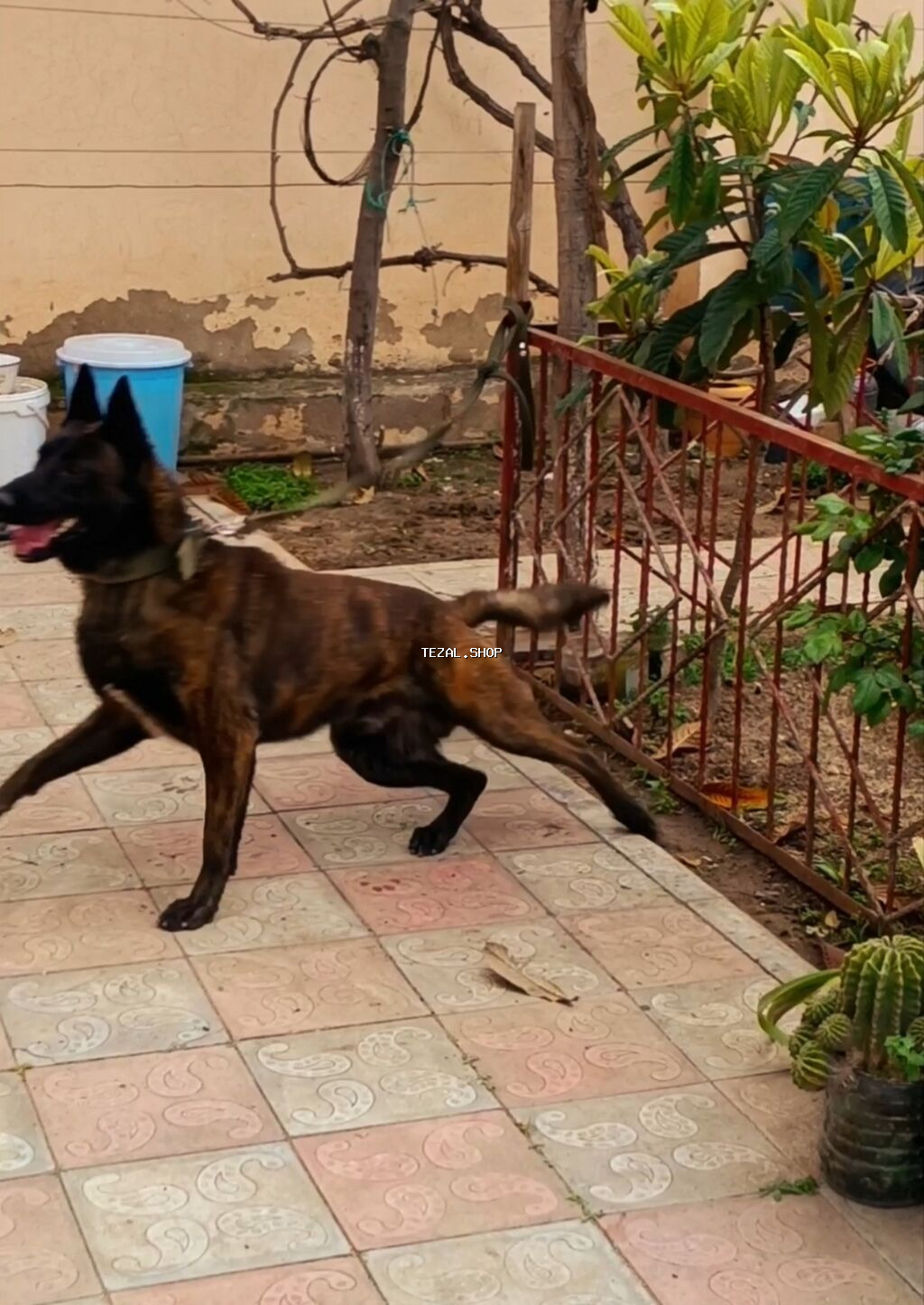 Təcili malinoas satıram.11 aylik erkek super apartirovkasi var.topa