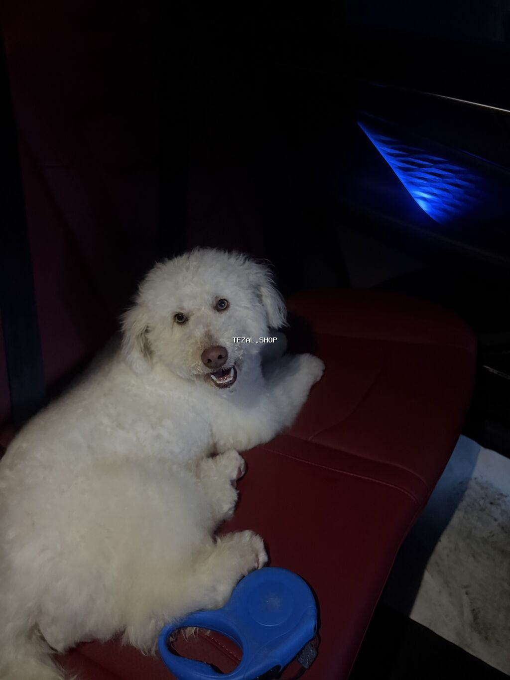 Pudel, 11 ay, Erkek, Peyvəndli, Ünvandan götürmə - şəkil 2