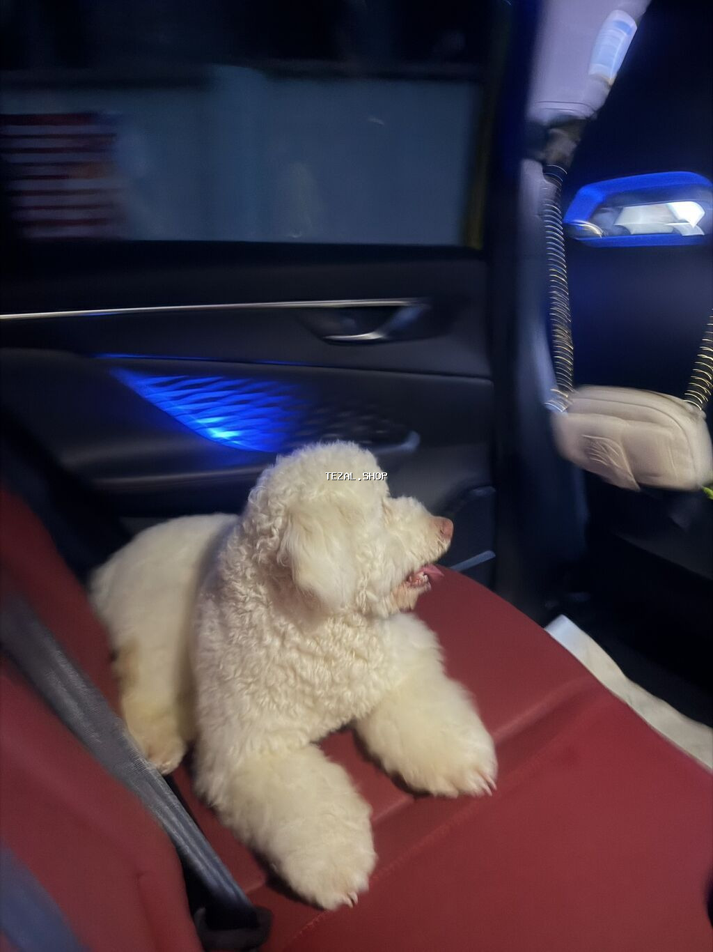 Pudel, 11 ay, Erkek, Peyvəndli, Ünvandan götürmə - şəkil 3