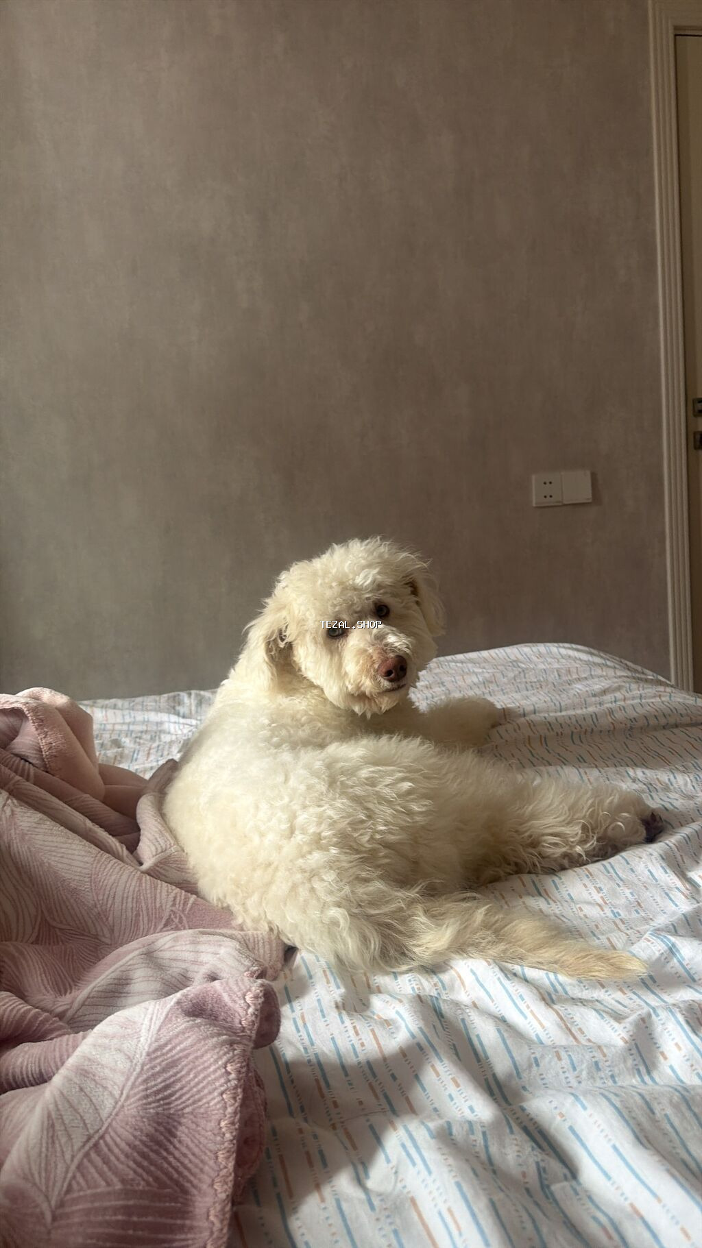 Pudel, 11 ay, Erkek, Peyvəndli, Ünvandan götürmə - şəkil 4