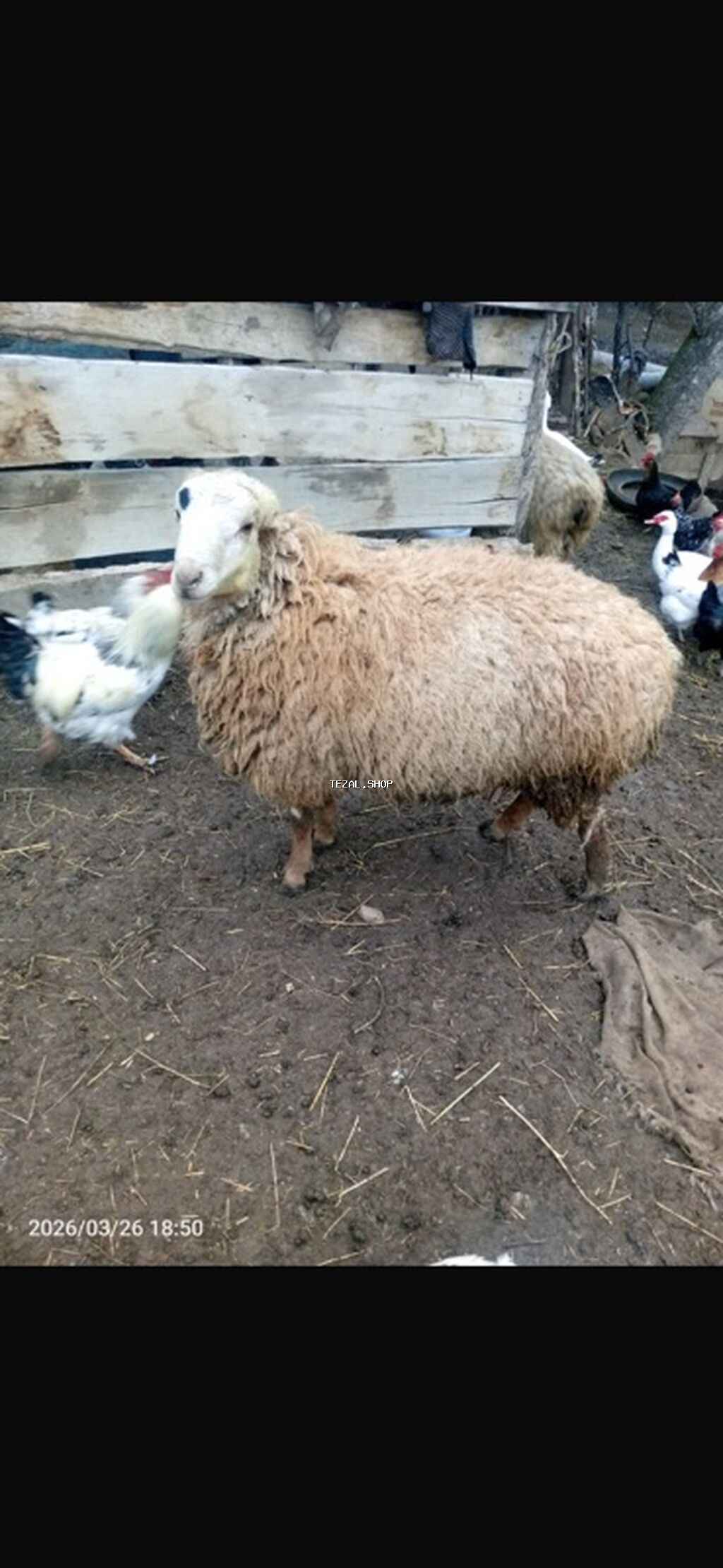 Erkək, il: 1, 60 kq, Damazlıq, Ətlik