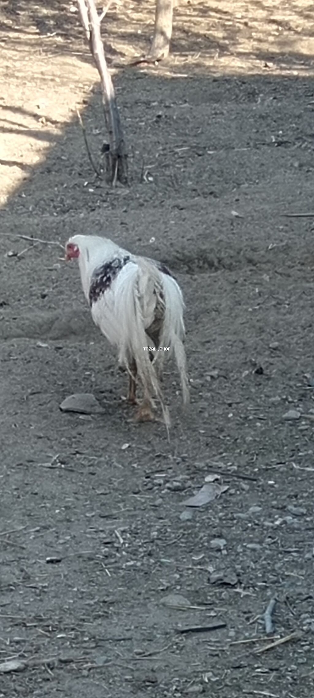 Ağ-qırmızı ləkəli döyüş tipli xoruz - Rəng: əsasən ağ, kürək və