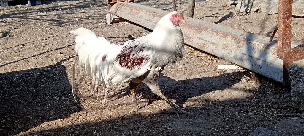 Ağ-qırmızı ləkəli döyüş tipli xoruz - Rəng: əsasən ağ, kürək və - şəkil 2