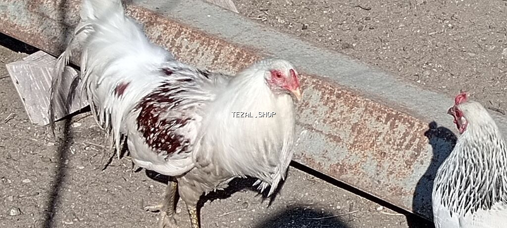 Ağ-qırmızı ləkəli döyüş tipli xoruz - Rəng: əsasən ağ, kürək və - şəkil 5