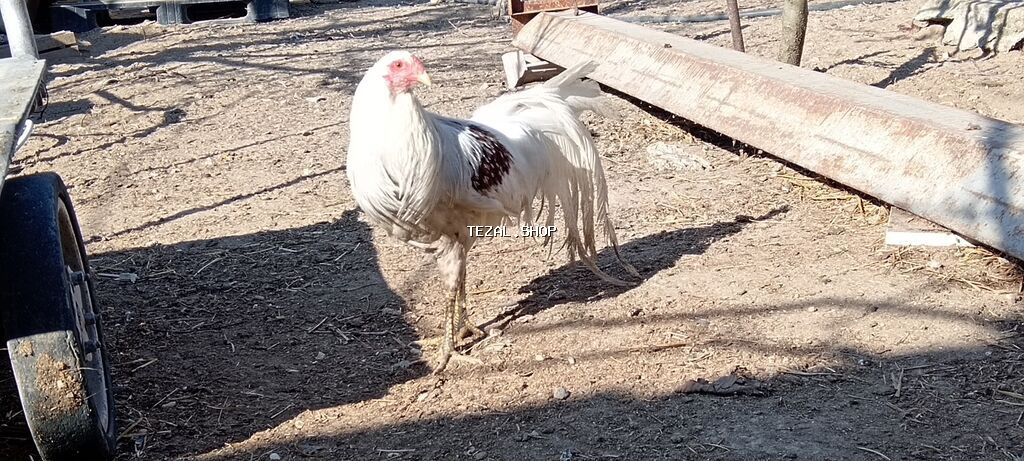 Məhsul: Xüsusi cins xoruz Təsvir: - Rəng: ağ əsas fonda kürək və - şəkil 3