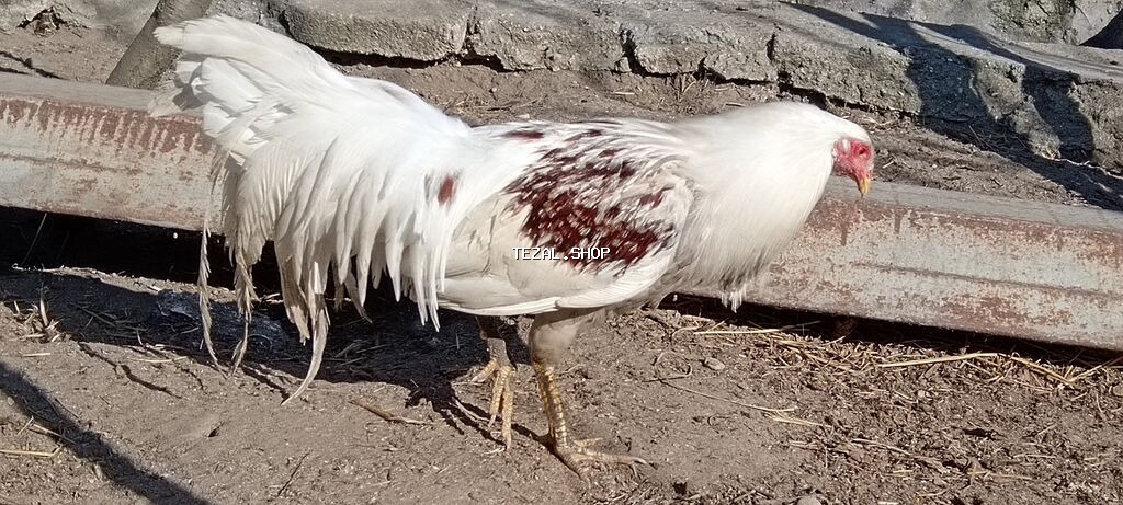 Məhsul: Xüsusi cins xoruz Təsvir: - Rəng: ağ əsas fonda kürək və - şəkil 4