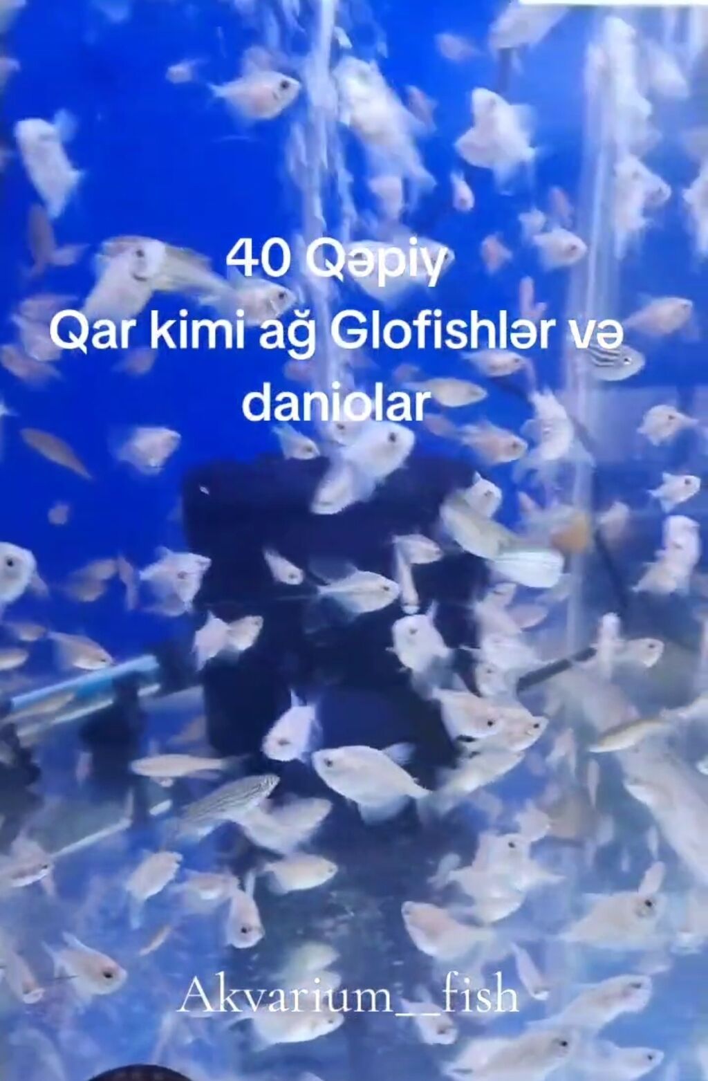 Glofish, Sülhsevər, Ünvandan götürmə, Pulsuz çatdırılma, Ödənişli çatdırılma