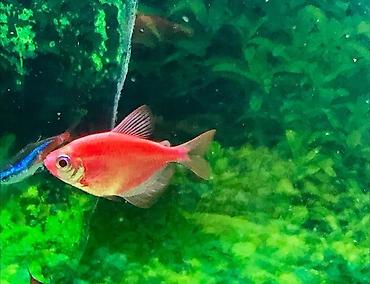 Akvarium baliglarinin satiwi 🐬Ağ şəffav danio ve glofishler 0.40azn 🦈 - şəkil 3