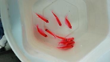 Akvarium baliglarinin satiwi 🐬Ağ şəffav danio ve glofishler 0.40azn 🦈 - şəkil 5