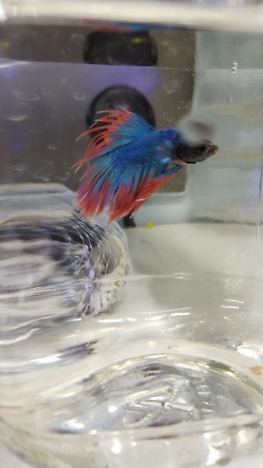 Akvarium baliglarinin satiwi 🐬Ağ şəffav danio ve glofishler 0.40azn 🦈 - şəkil 4