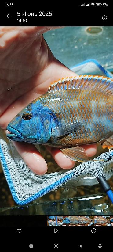 Yırtıcı, Ünvandan götürmə, Ödənişli çatdırılma - şəkil 2