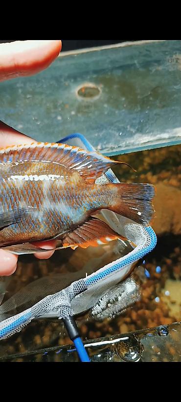 Yırtıcı, Ünvandan götürmə, Ödənişli çatdırılma - şəkil 3