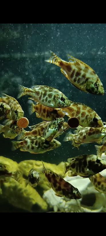 Yırtıcı, Ünvandan götürmə, Ödənişli çatdırılma - şəkil 4