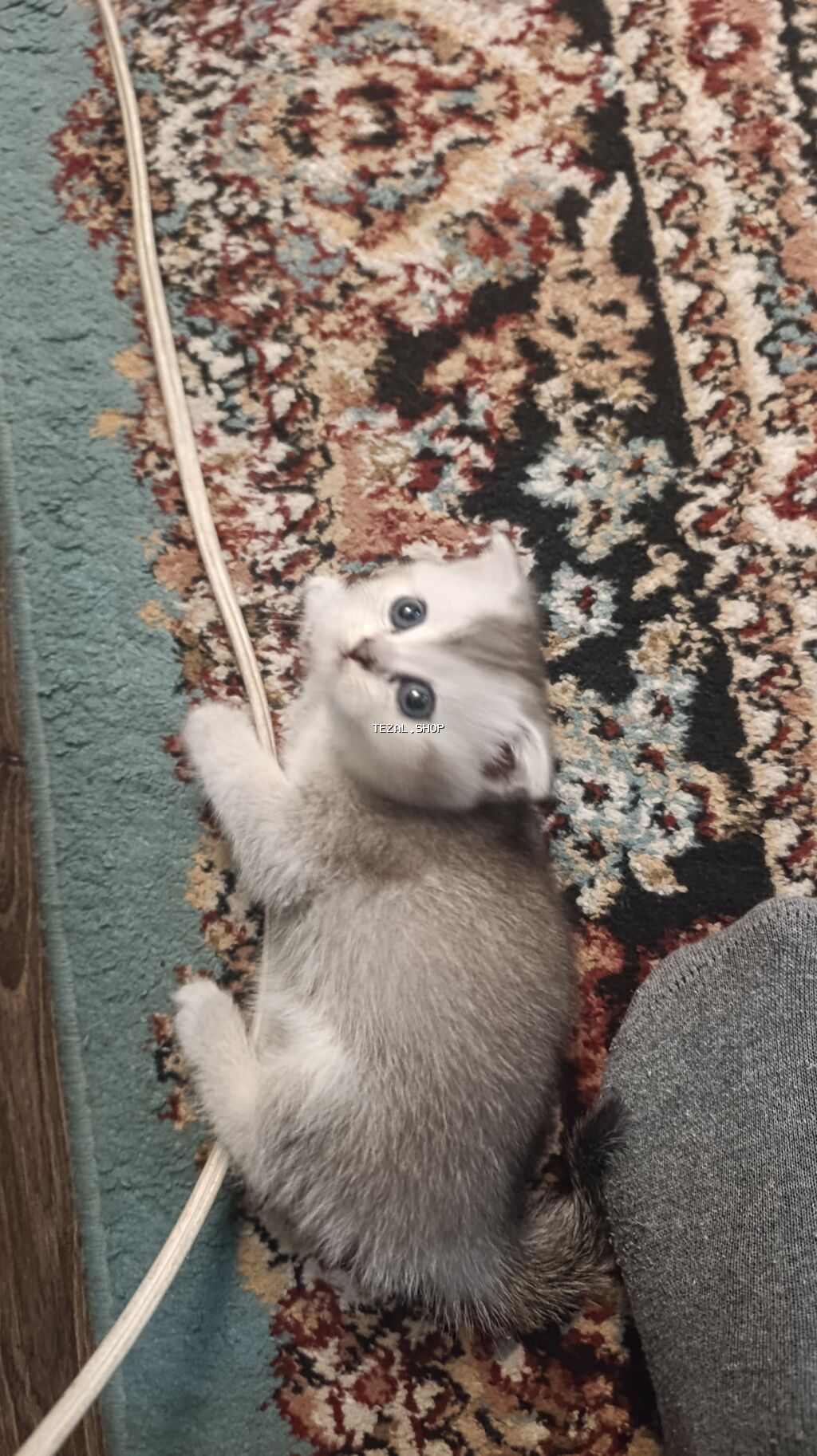 Şotland yastı qulaq