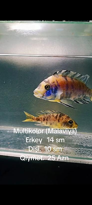 Multikolor (Malaviya). Erkey. 14. sm. Qiymet. 10 Azn (SON QiYMET - şəkil 3