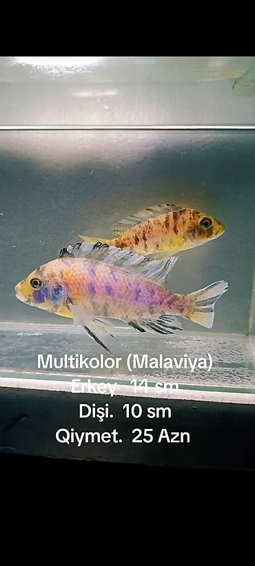 Multikolor (Malaviya). Erkey. 14. sm. Qiymet. 10 Azn (SON QiYMET - şəkil 4