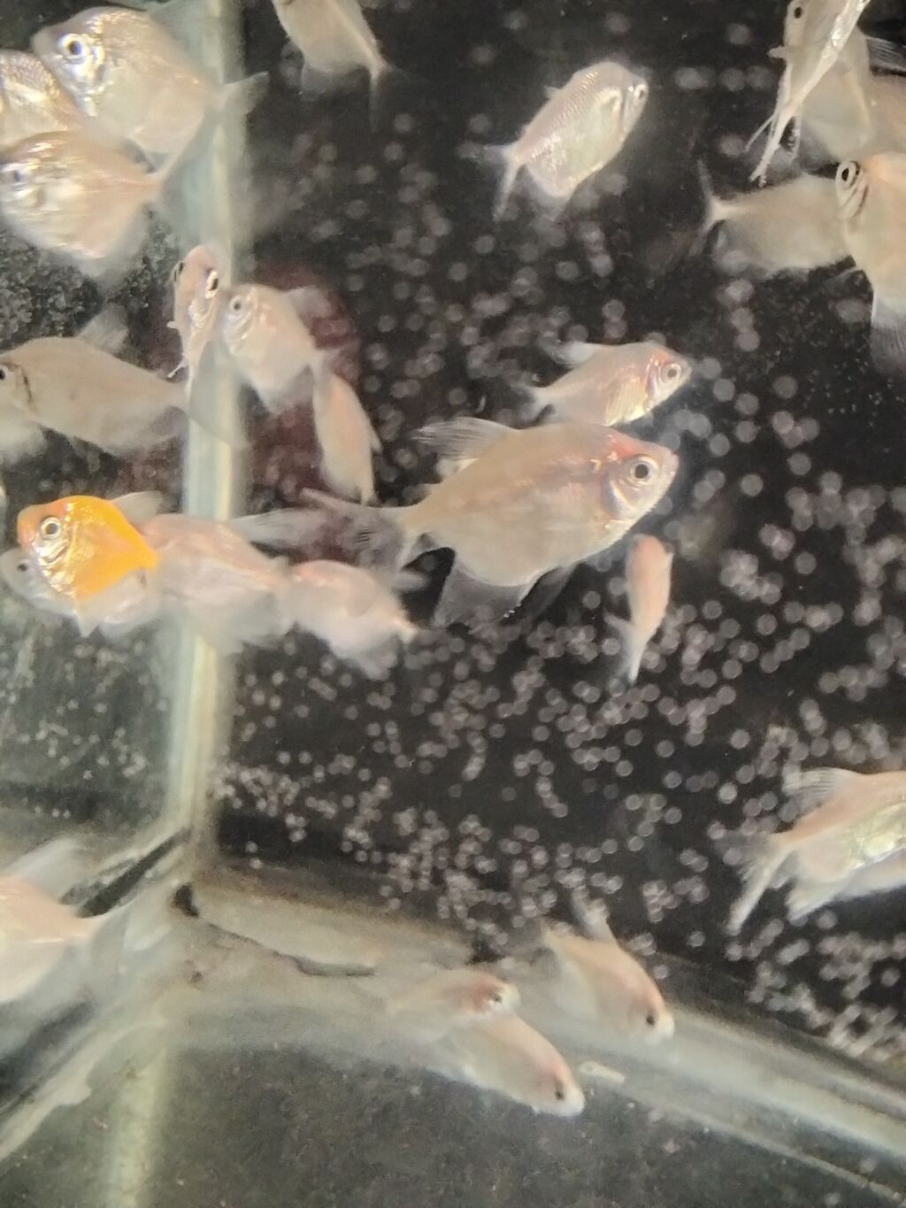 Tetra balığı, Sülhsevər