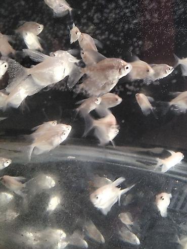 Tetra balığı, Sülhsevər - şəkil 3