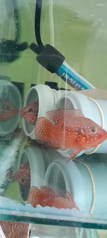 Cixlid balığı - şəkil 3