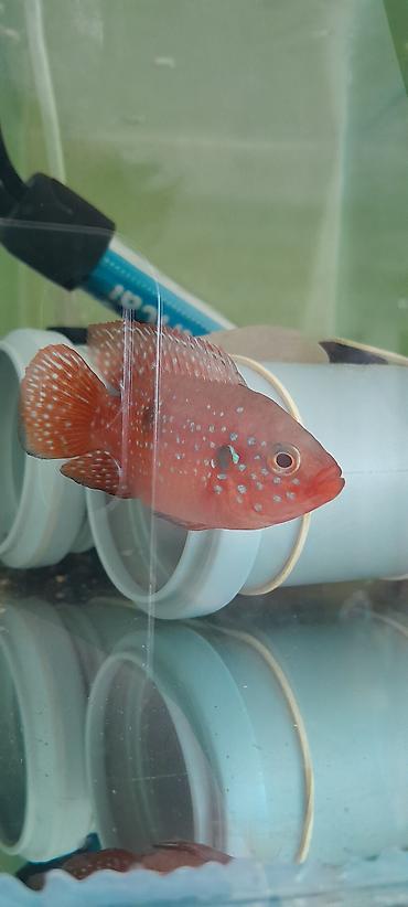 Cixlid balığı - şəkil 2