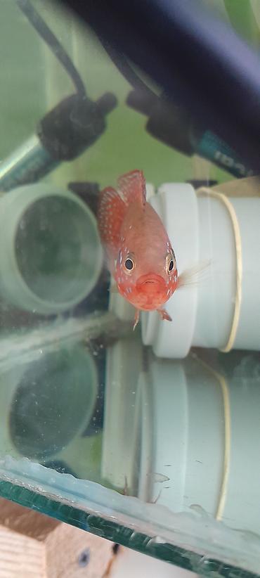 Cixlid balığı - şəkil 4