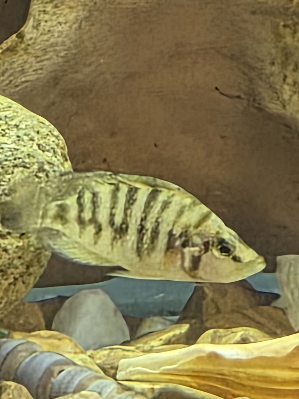 Tanqanika baliklari hamsi birlikdə satlir 11 Tanqanika.Bir baliq 11.5