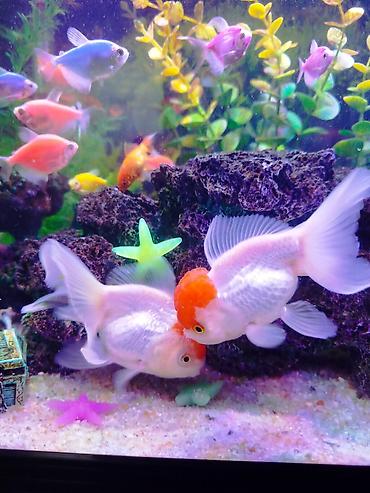 Oranda, Sülhsevər, Ünvandan götürmə - şəkil 2